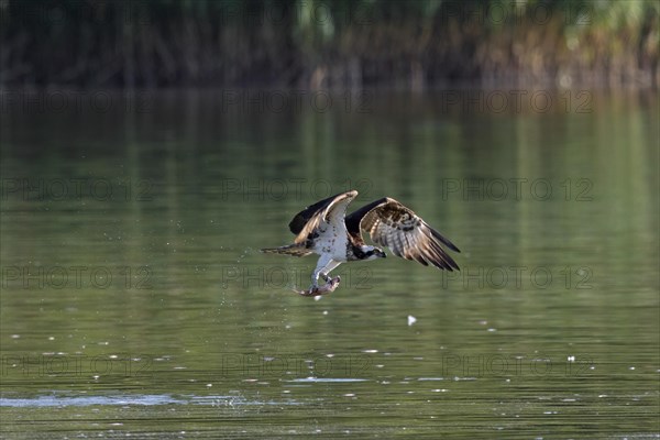 Western osprey