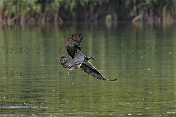 Western osprey