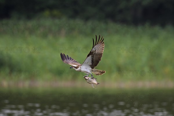 Ringed Western osprey