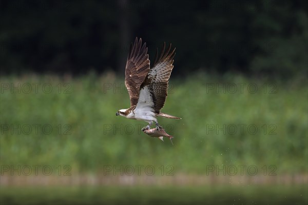 Ringed Western osprey