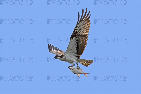 Ringed Western osprey