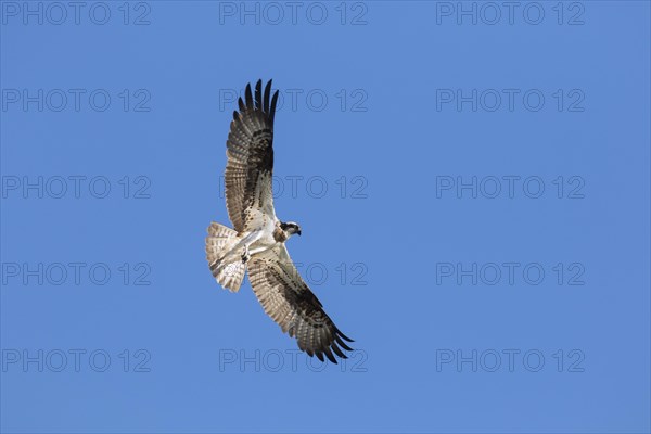 Western osprey