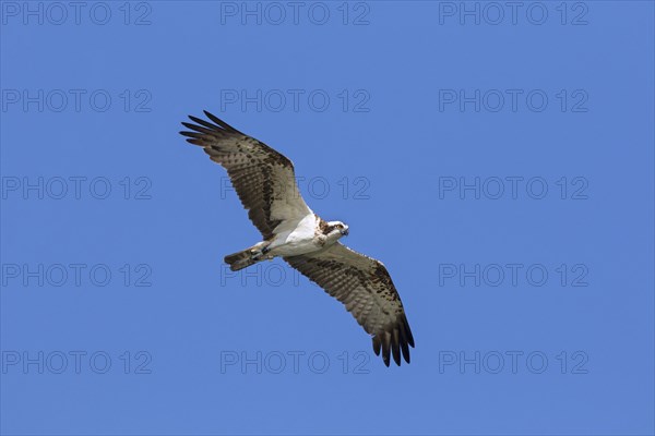 Banded Western osprey