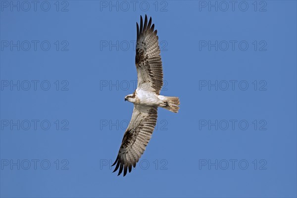 Western osprey