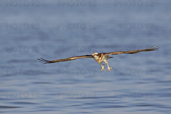 Western osprey