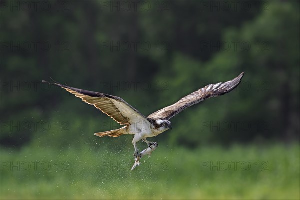 Western osprey