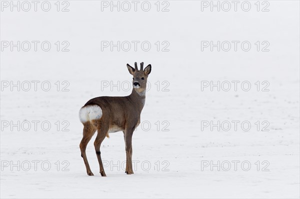 Roe deer