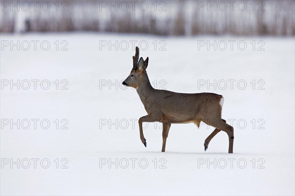 Roe deer