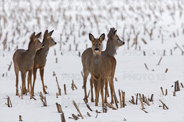 Roe deer