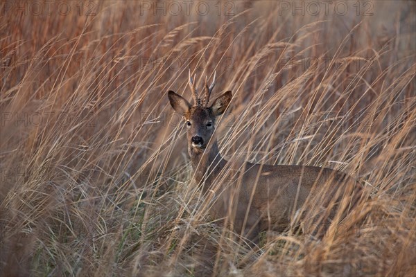 Roe deer buck