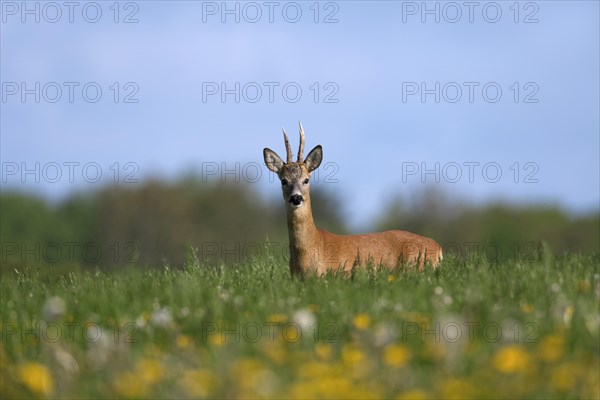 Roe Deer