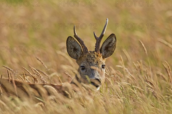 Roe deer