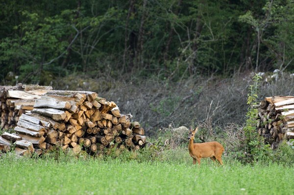 Roe deer