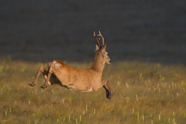 Roe deer