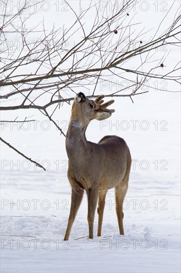 Roe deer