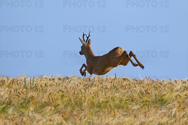 Roe deer