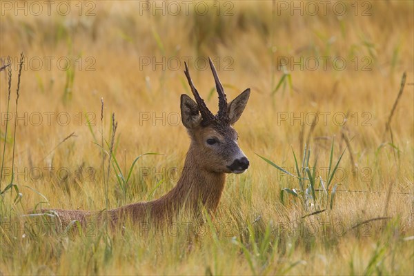 Roe deer