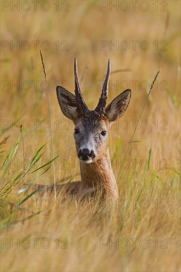 Roe deer