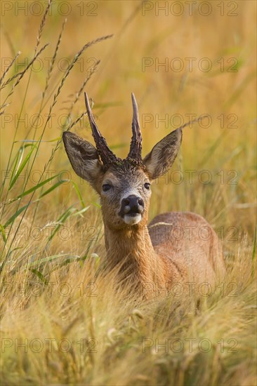 Roe deer