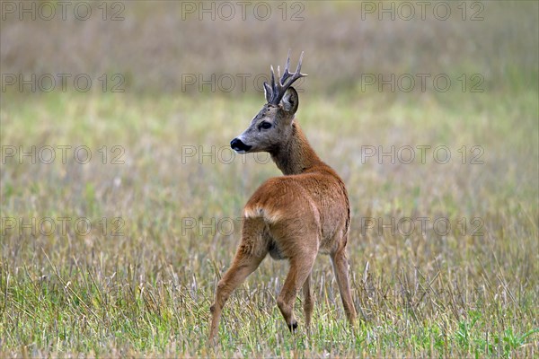 Roe deer