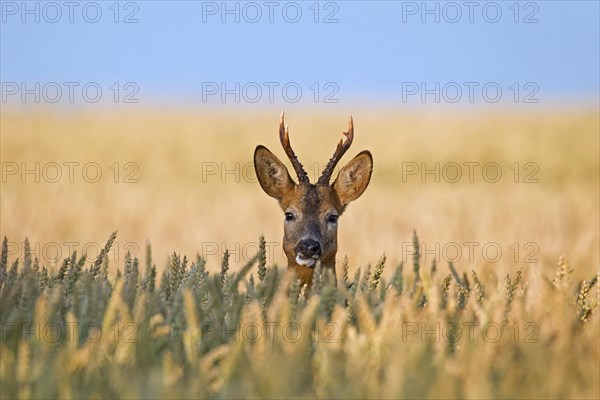 Roe deer