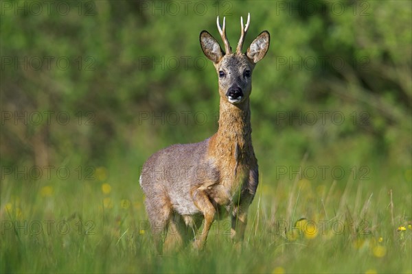 Roe deer