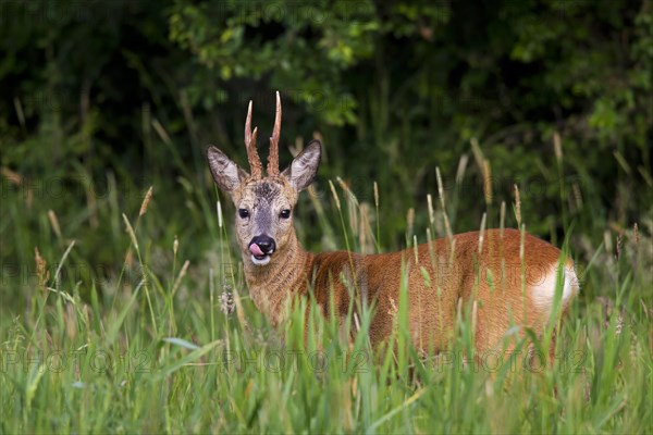 Roe deer