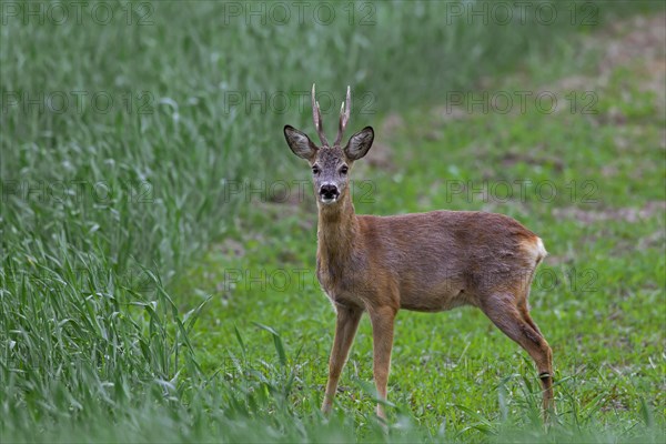 Roe deer