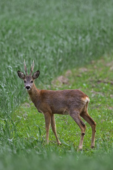 Roe deer