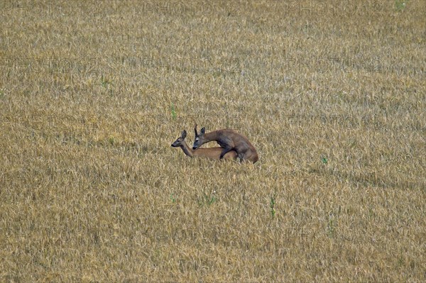 European roe deer