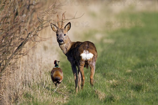 Common Pheasant