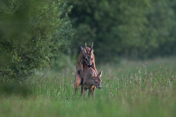 European roe deer