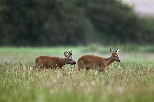 European roe deer