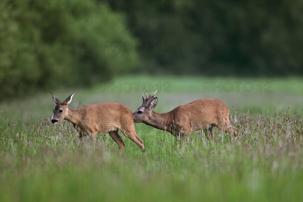 European roe deer