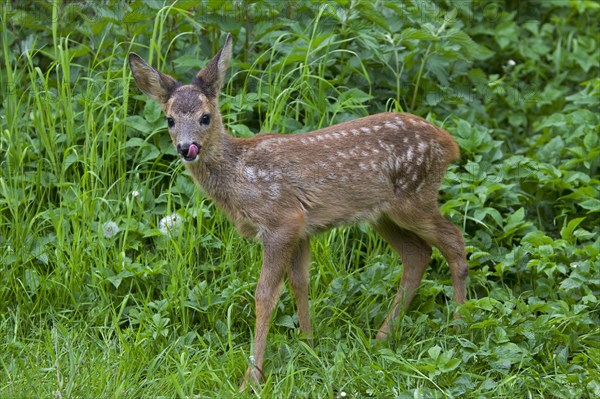 Roe deer