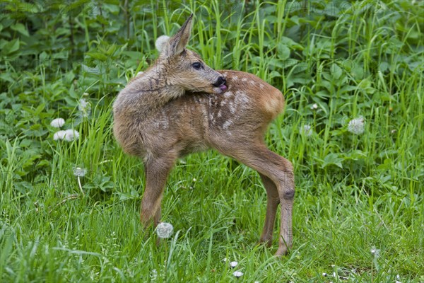 Roe deer