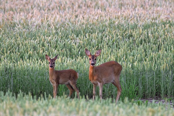 Roe deer