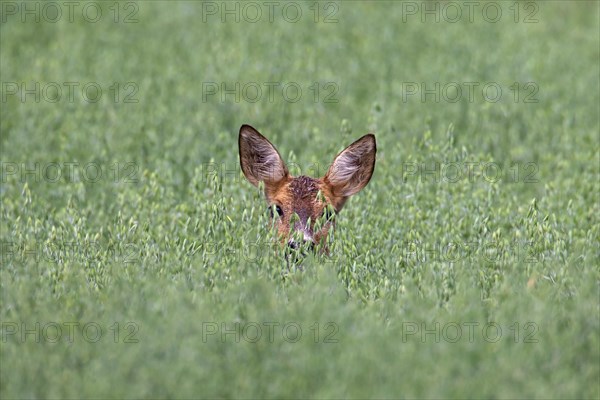 Roe deer