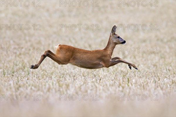 Roe deer