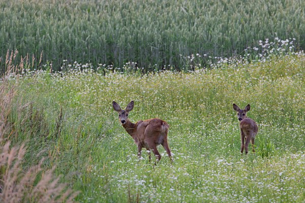 Roe deer