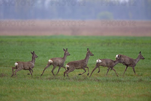 Roe deer