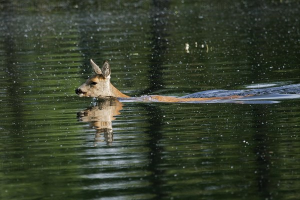 European roe deer