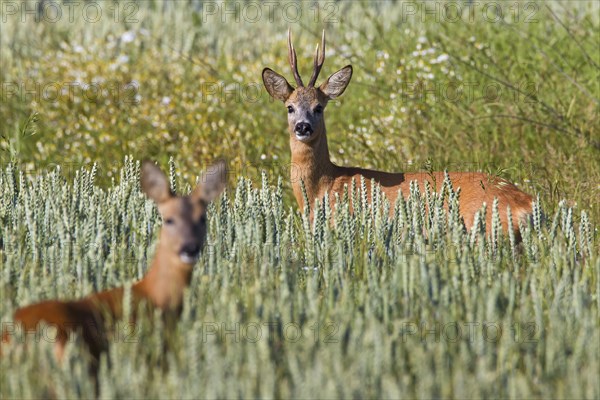 Roe deer