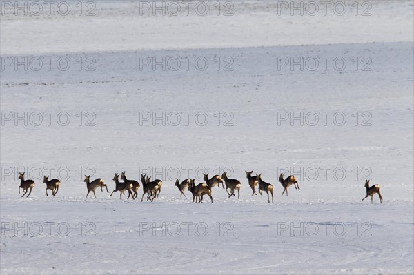 Roe deer