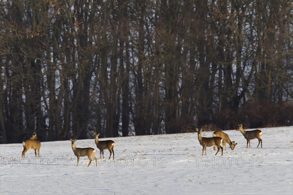 Roe deer