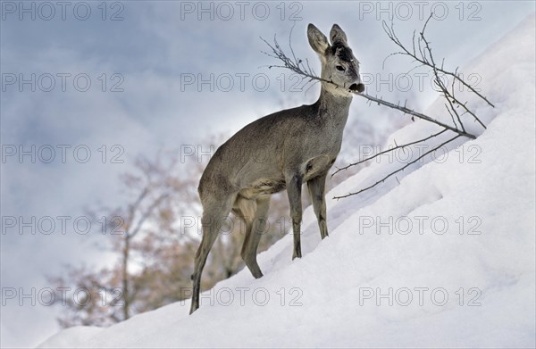 Roe deer