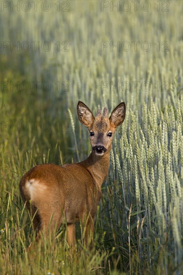 Roe deer