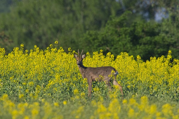 Roe deer