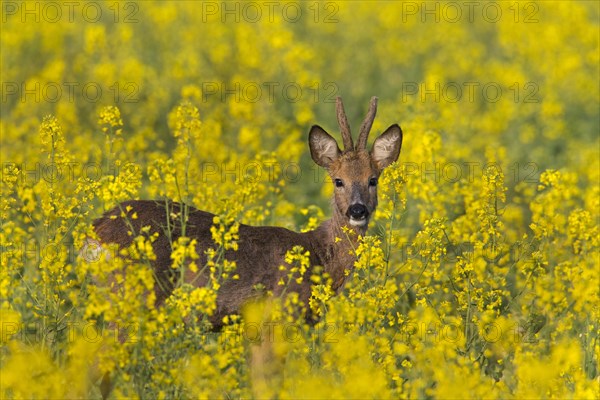 Roe deer