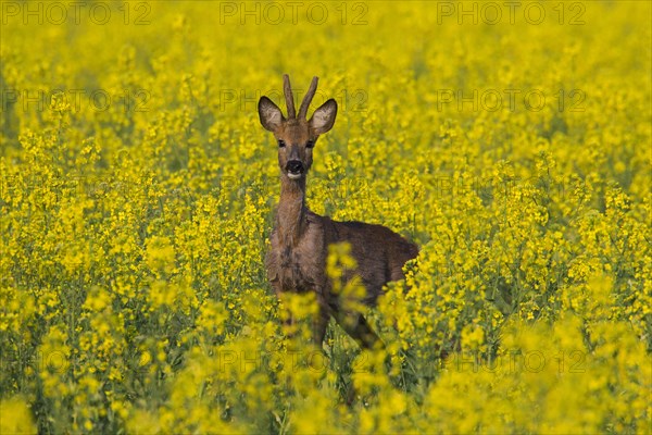 Roe deer